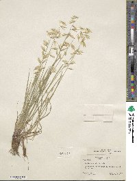 Melica stricta image