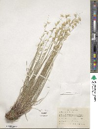 Melica stricta image