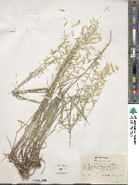 Melica stricta image