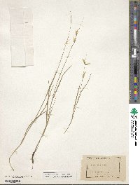 Melica stricta image