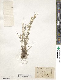 Melica stricta image