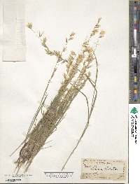 Melica stricta image