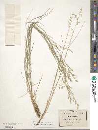 Melica violacea image