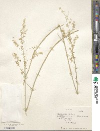 Melica argentata image