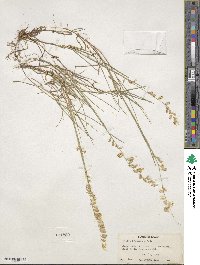 Melica brasiliana image