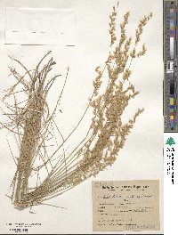 Image of Melica stuckertii