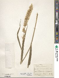 Melica altissima image