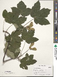 Acer pseudoplatanus image