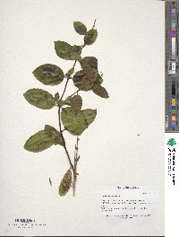 Lonicera japonica image