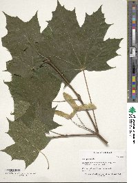 Acer platanoides image