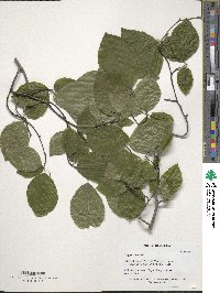 Fagus sylvatica image