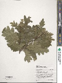 Quercus cerris image