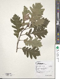 Quercus dalechampii image