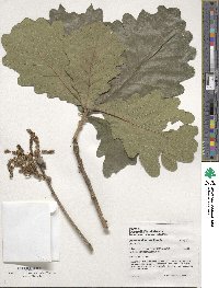 Quercus dentata image