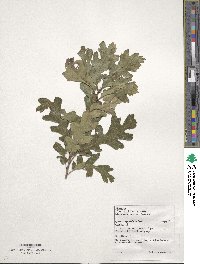 Quercus gambelii image