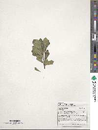 Quercus nigra image