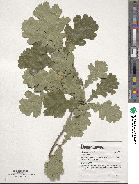 Quercus robur image