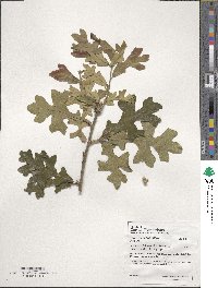 Quercus stellata image