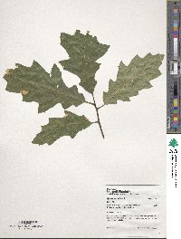 Quercus rubra image