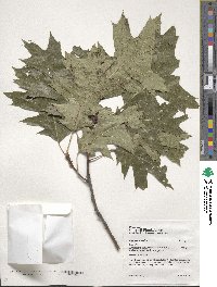 Quercus rubra image