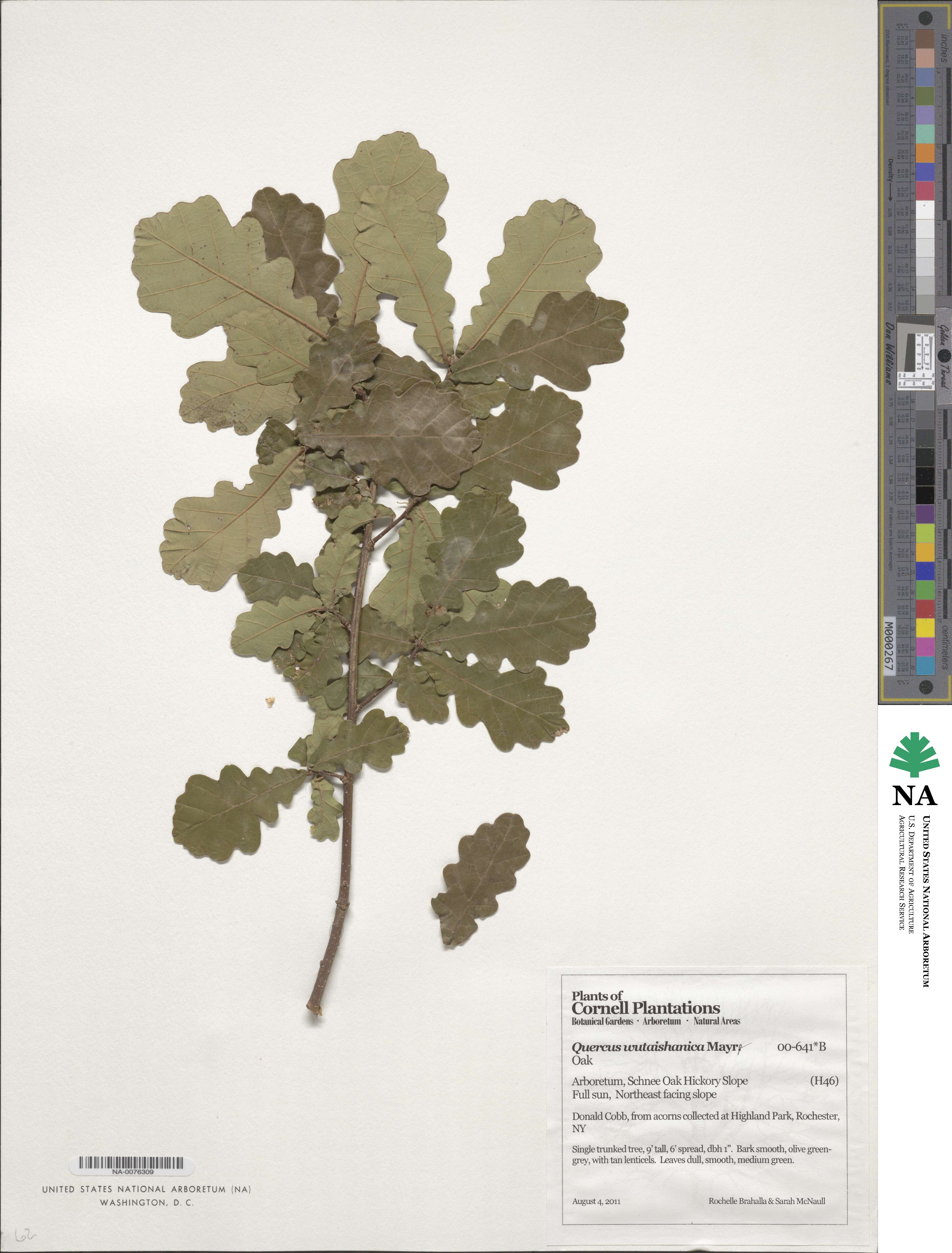 Quercus wutaishanica image