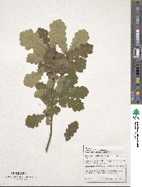 Quercus wutaishanica image