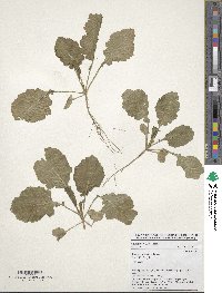 Brassica carinata image