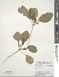 Brassica carinata image