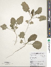 Brassica carinata image