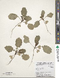 Brassica carinata image
