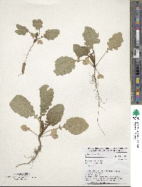 Brassica carinata image