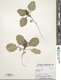 Brassica carinata image