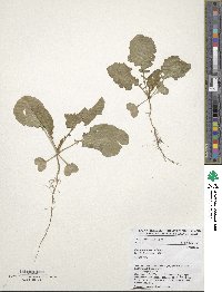 Brassica carinata image
