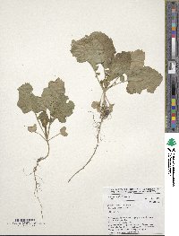 Brassica carinata image