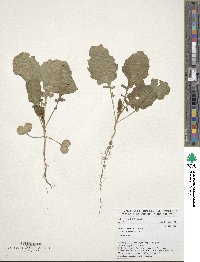 Brassica carinata image
