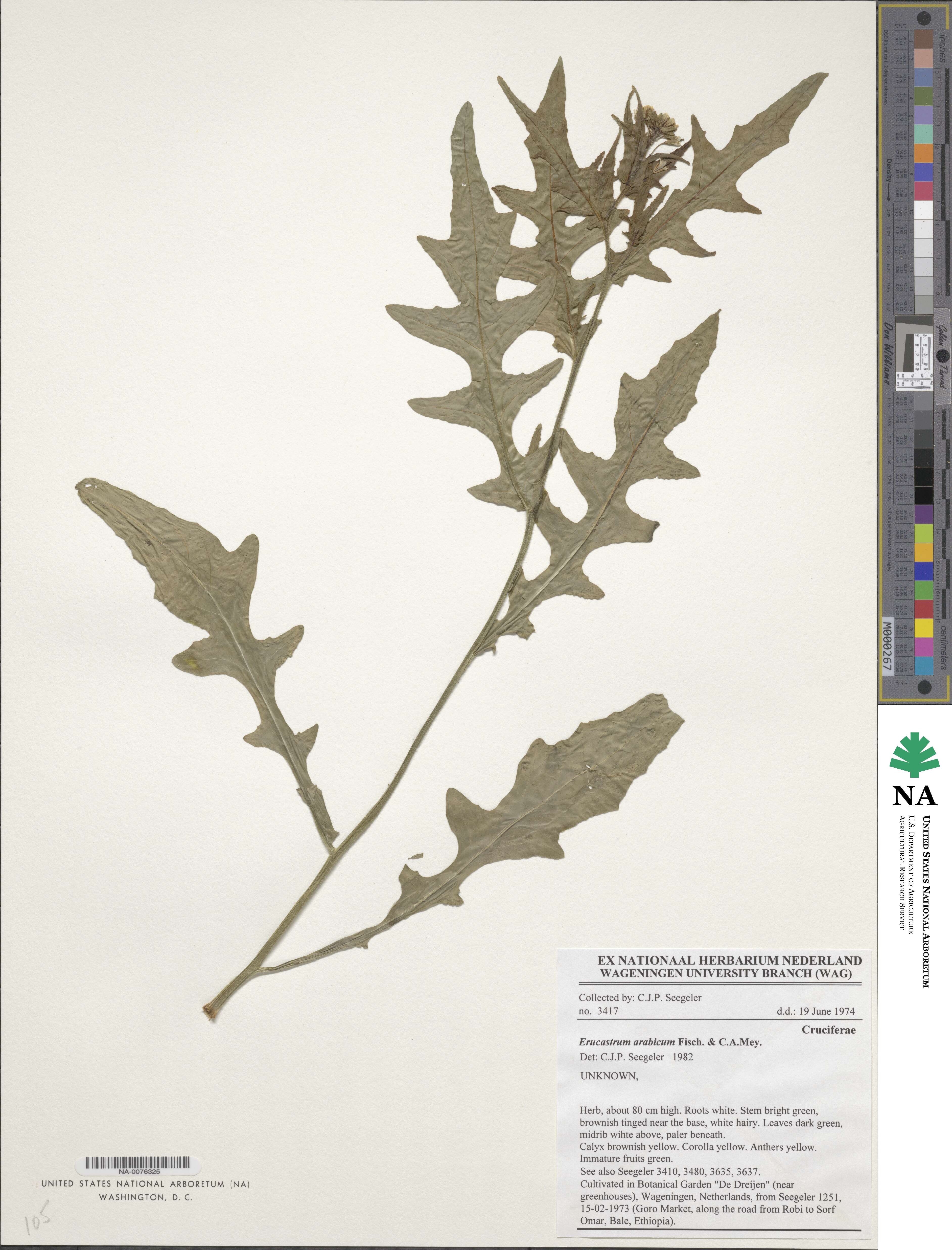 Erucastrum arabicum image