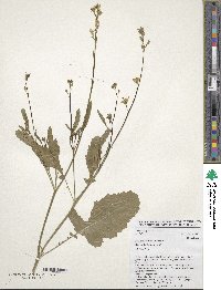 Brassica carinata image