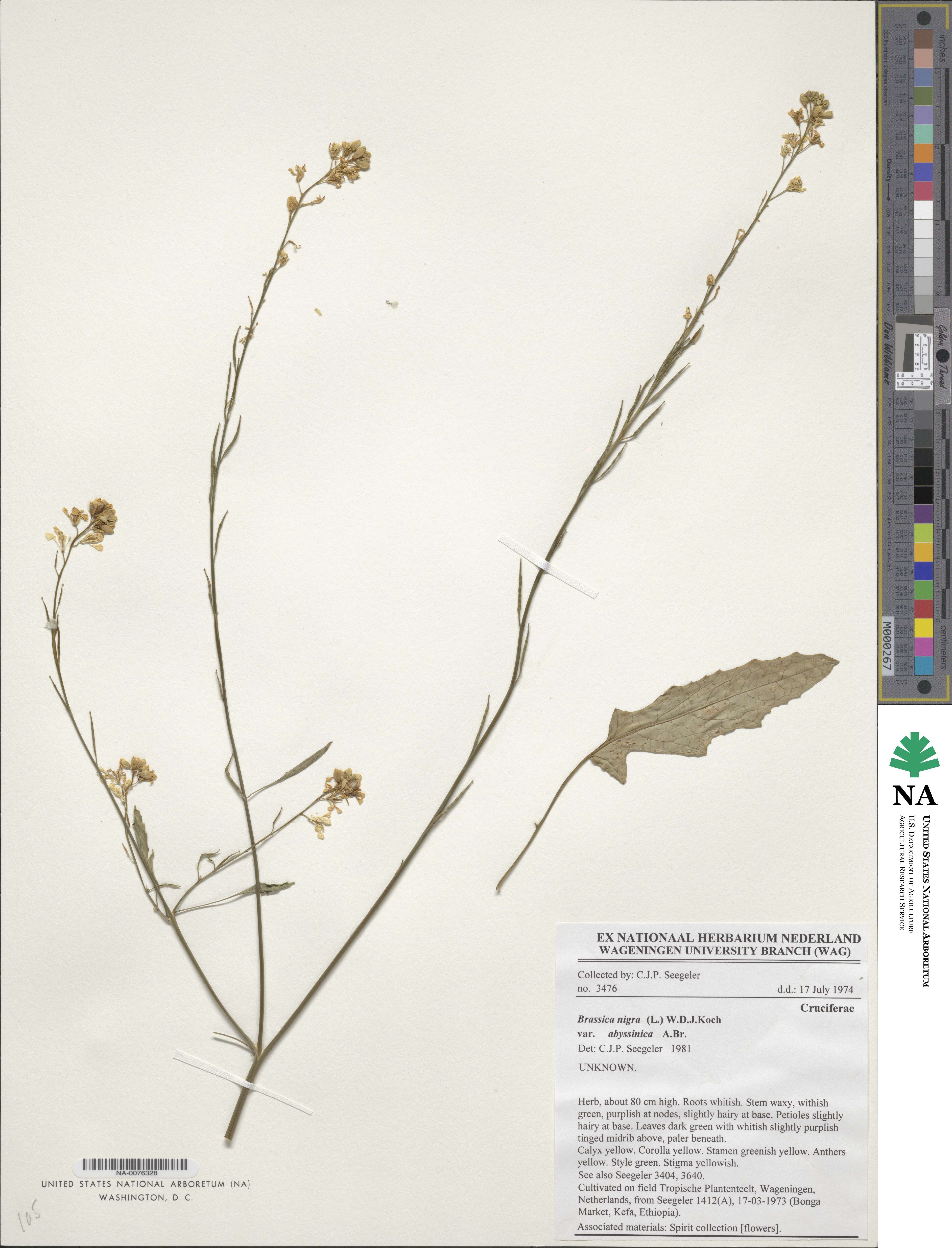 Brassica nigra image