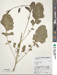 Brassica carinata image