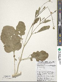 Brassica carinata image