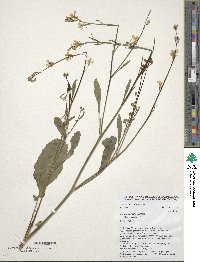 Brassica carinata image