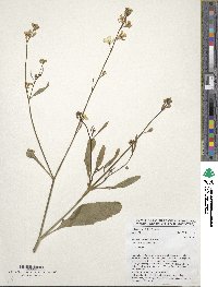 Brassica carinata image