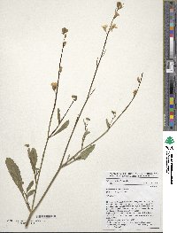 Brassica carinata image