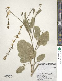 Brassica carinata image