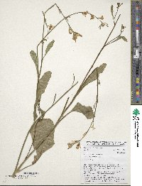 Brassica carinata image