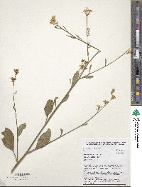 Brassica carinata image
