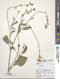 Brassica carinata image