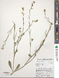Brassica carinata image