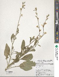 Brassica carinata image