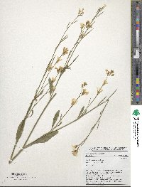 Brassica carinata image